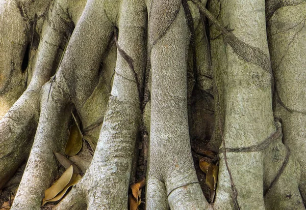 Kök ahşap, büyük ağaç Tayland 