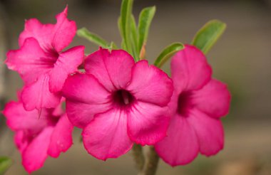 Bahçe beyaz mor çiçekler