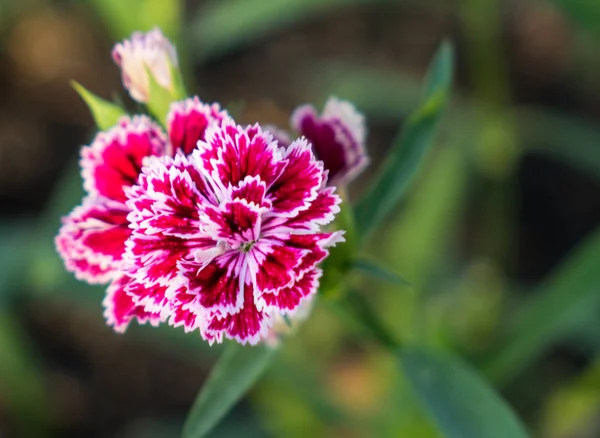 Bahçe beyaz mor çiçekler