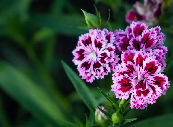 Bahçe Beyaz koyu mor çiçekler