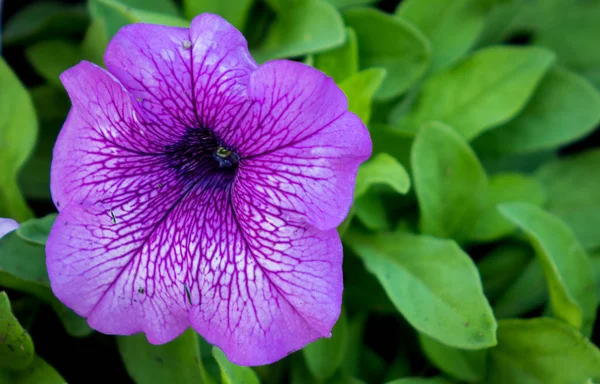 Mor Sardunya çiçeği