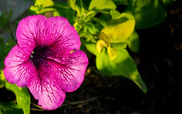 Mor Sardunya çiçeği