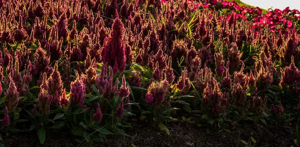 Mor çiçek RIM ışık gölge