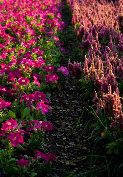 Mor çiçek RIM ışık gölge