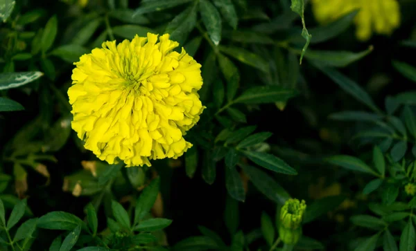 Sarı kadife çiçeği tek çiçek