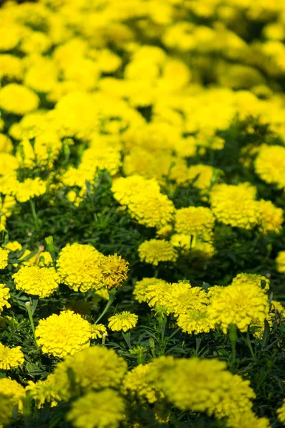 Kadife çiçeği çiçek çiçek bahçesinde