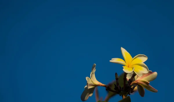 Frangipani beyaz sarı çiçek
