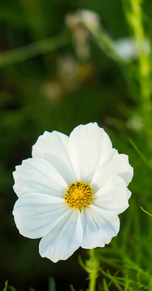 Bahçe beyaz sarı çiçek