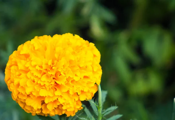 Kadife çiçeği çiçek çiçek bahçesinde