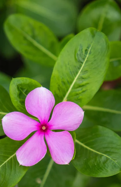 Bahçe beyaz mor çiçekler