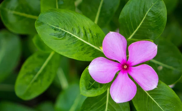 Bahçe beyaz mor çiçekler