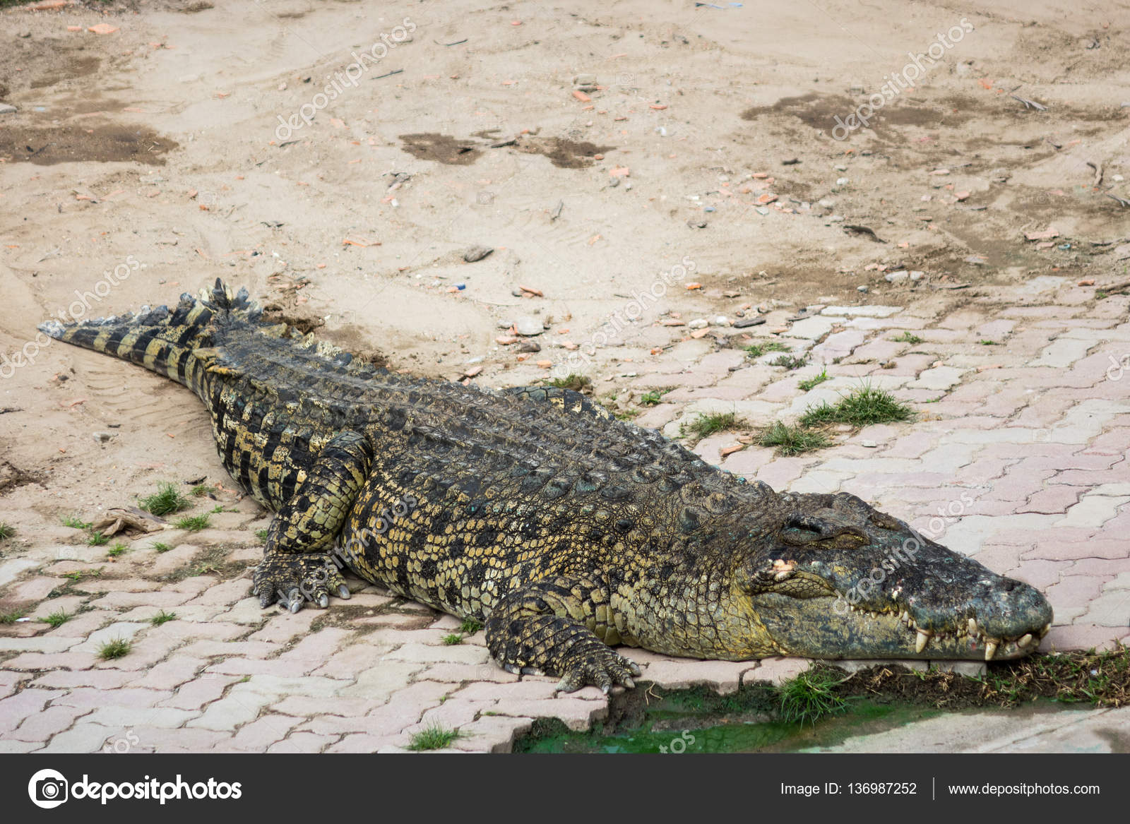 Saltwater crocodile in pond — Stock Photo ©