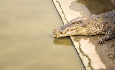 Havuzda tuzlu su timsahı