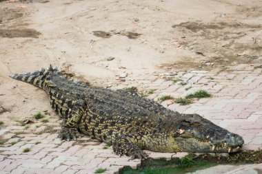 Havuzda tuzlu su timsahı