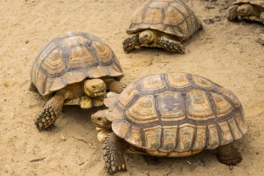 Kaplumbağa, Sulcata kaplumbağa, Tayland Hayvanat Bahçesi