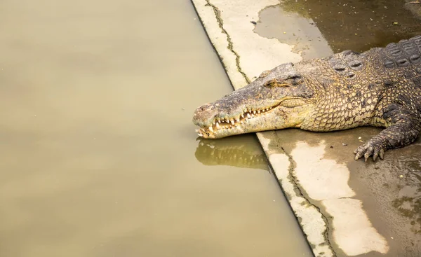 Havuzda tuzlu su timsahı