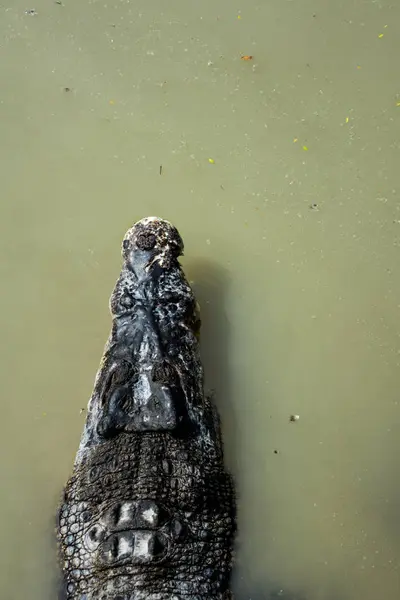 Havuzda tuzlu su timsahı