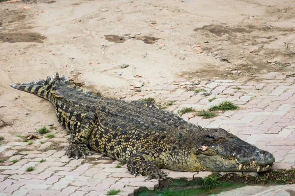 Havuzda tuzlu su timsahı