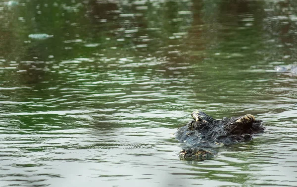 Havuzda tuzlu su timsahı