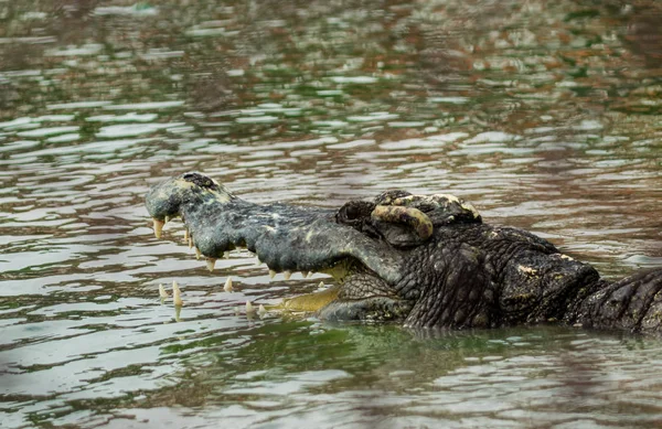 Slané vody krokodýl v rybníku — Stock fotografie