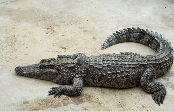 Havuzda tuzlu su timsahı