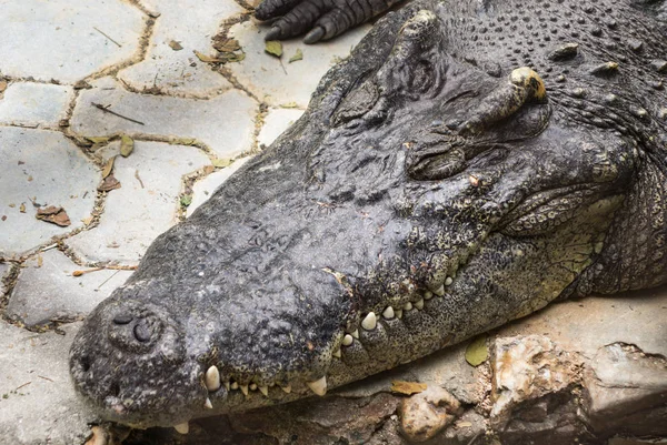 Havuzda tuzlu su timsahı