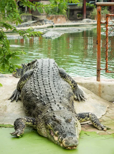Havuzda tuzlu su timsahı