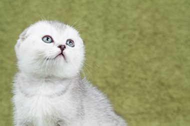 Küçük İskoç kedi yavrusu yeşil zemin üzerine