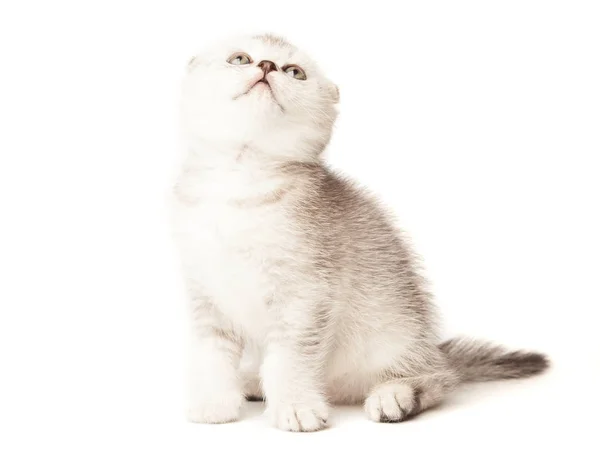 Little scottish fold kitten on white background — Stock Photo, Image