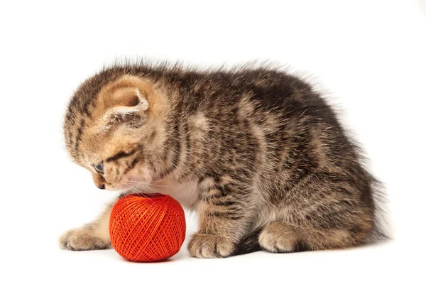 Beyaz arka plan üzerinde izole yumağı ile Tabby yavru kedi