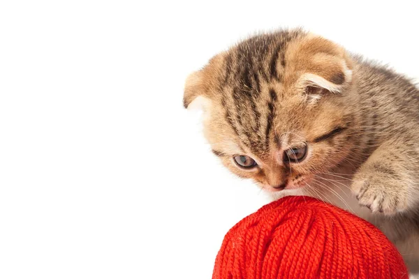 Beyaz arka plan üzerinde izole yumağı ile Tabby yavru kedi