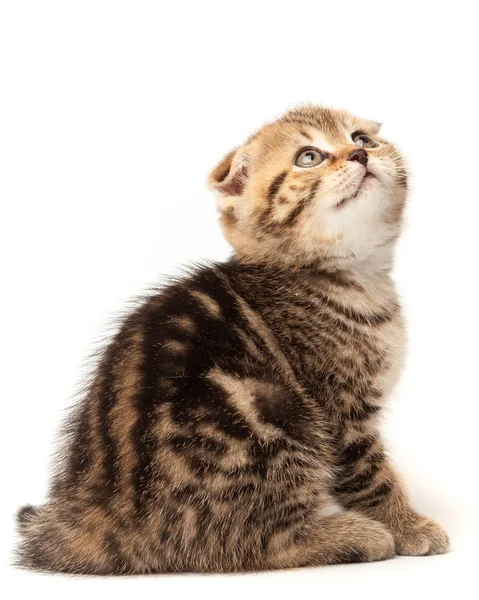 Portre kedi, beyaz arka plan üzerinde İskoç Fold