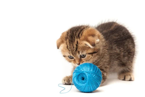 Beyaz arka plan üzerinde izole yumağı ile Tabby yavru kedi