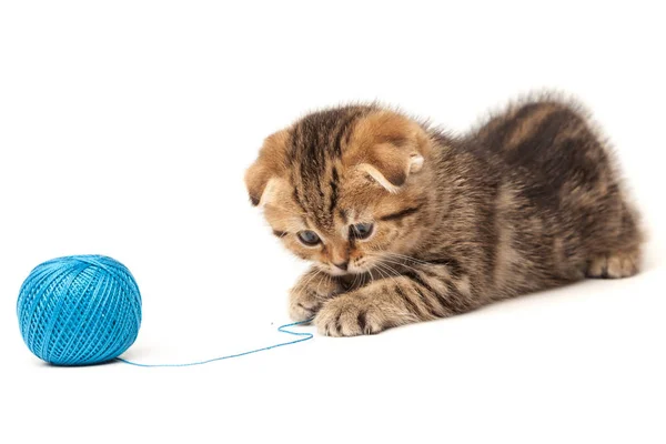 Beyaz arka plan üzerinde izole yumağı ile Tabby yavru kedi