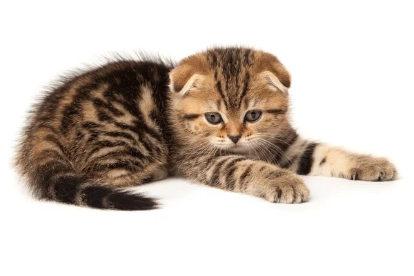 Portre kedi, beyaz arka plan üzerinde İskoç Fold