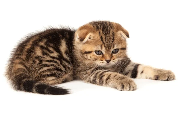 Portre kedi, beyaz arka plan üzerinde İskoç Fold