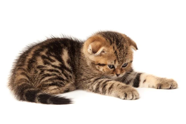 Portre kedi, beyaz arka plan üzerinde İskoç Fold