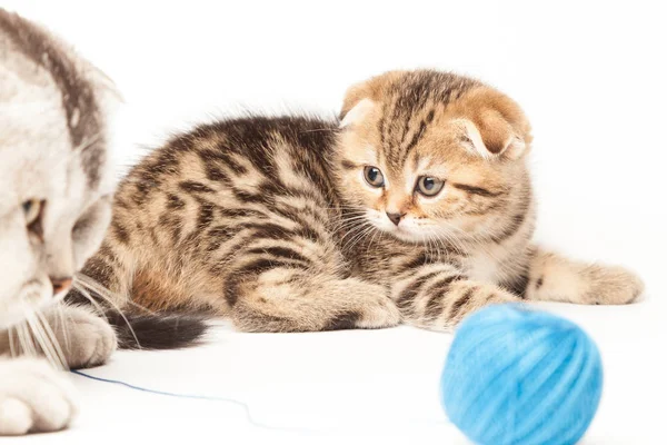 Beyaz arka plan üzerinde izole yumağı ile Tabby yavru kedi