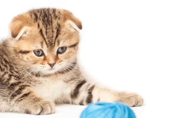 Beyaz arka plan üzerinde izole yumağı ile Tabby yavru kedi