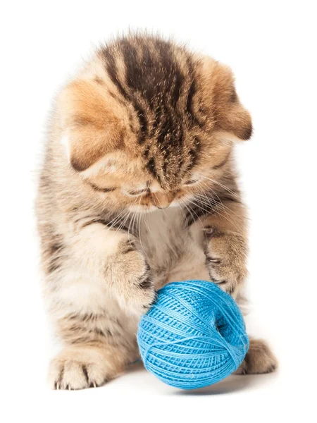 Beyaz arka plan üzerinde izole yumağı ile Tabby yavru kedi