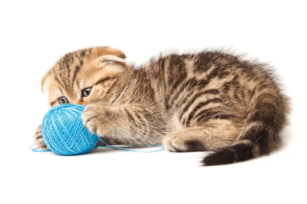 Beyaz arka plan üzerinde izole yumağı ile Tabby yavru kedi