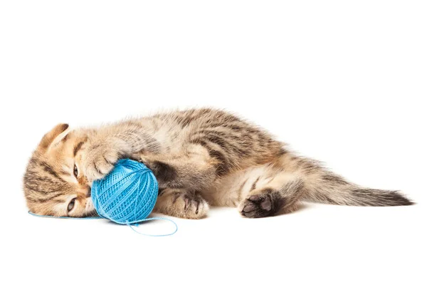 Beyaz arka plan üzerinde izole yumağı ile Tabby yavru kedi