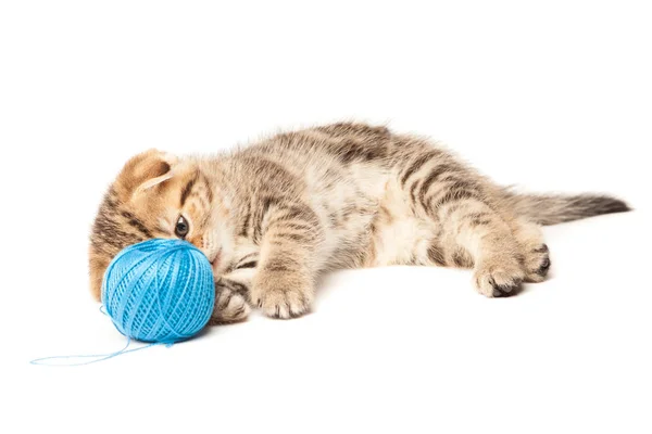 Beyaz arka plan üzerinde izole yumağı ile Tabby yavru kedi