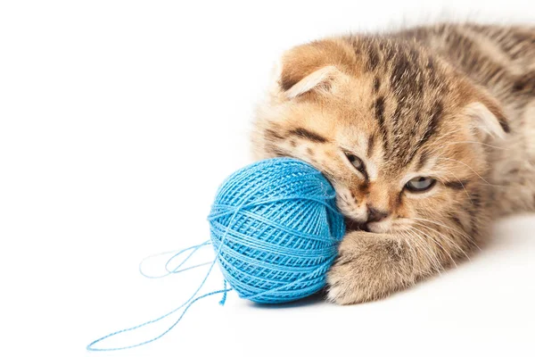 Beyaz arka plan üzerinde izole yumağı ile Tabby yavru kedi
