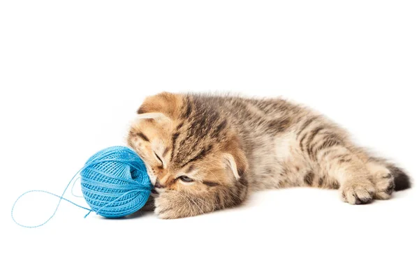 Beyaz arka plan üzerinde izole yumağı ile Tabby yavru kedi