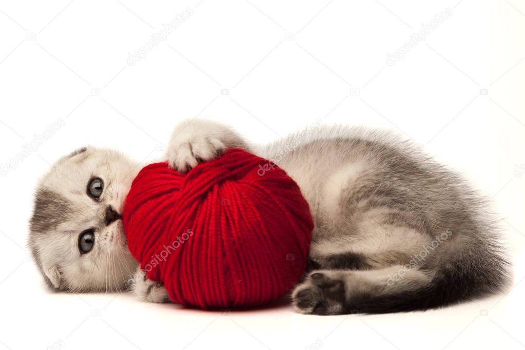 Funny kitten with ball of yarn isolated on white background.