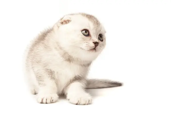Portre kedi, beyaz arka plan üzerinde İskoç Fold