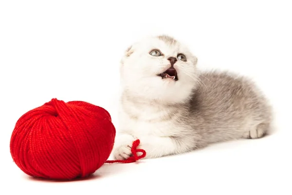Beyaz arka plan üzerinde izole yumağı ile Tabby yavru kedi