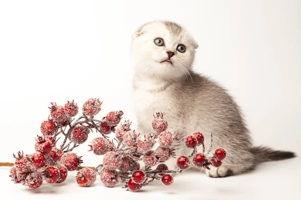 Portre kedi, beyaz arka plan üzerinde İskoç Fold