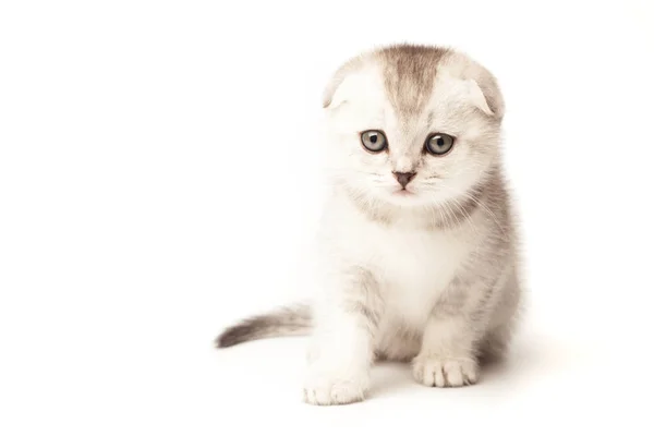 Portre kedi, beyaz arka plan üzerinde İskoç Fold